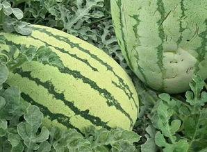 吃瓜也有样,如何优雅地吃瓜