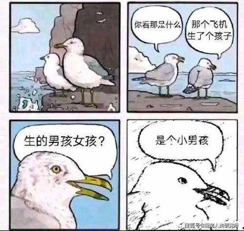 可以吃的麻瓜是什么意思,探索可食用植物的奇妙世界