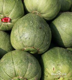 吃瓜甜瓜文案怎么写,揭秘吃瓜甜瓜的独特魅力