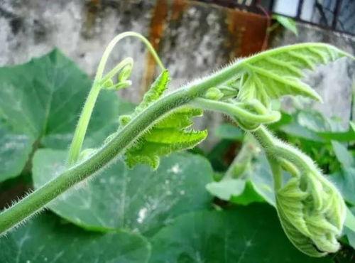 可以吃苗的瓜,探索可食用苗苗的瓜类新食尚