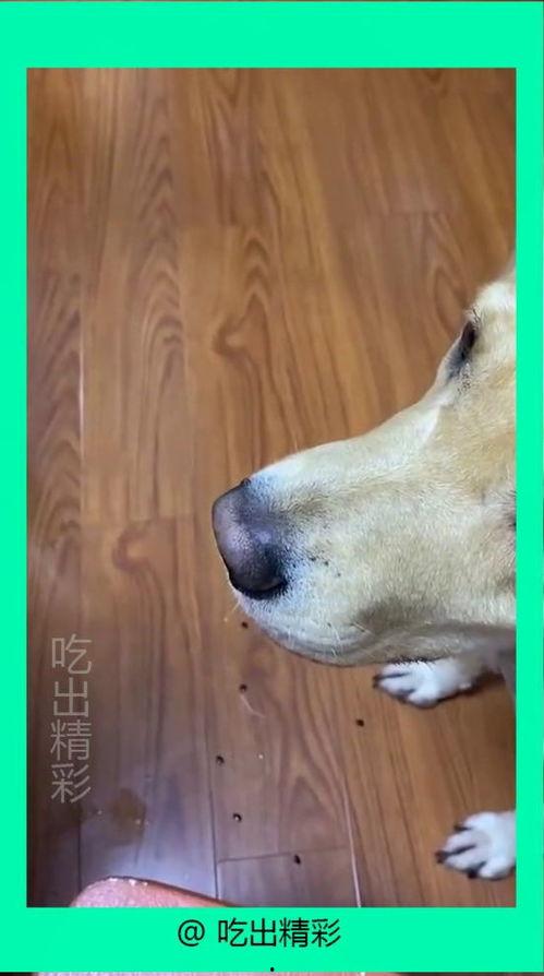 狗吃瓜吃吐了,警惕宠物饮食安全