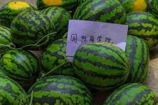 吃交瓜会发吗,真的会发吗？