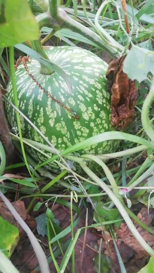 吃瓜看瓜秧,揭秘吃瓜看瓜秧的趣味生活