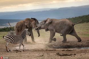 动物吃瓜看戏,动物们的“吃瓜”观剧记