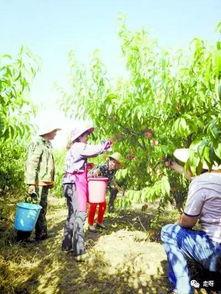 桃源再聚吃瓜亭,吃瓜亭里的欢乐时光