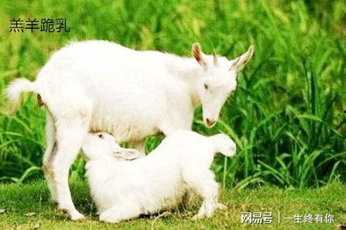 吃瓜 小羊,揭秘娱乐圈那些不为人知的幕后故事