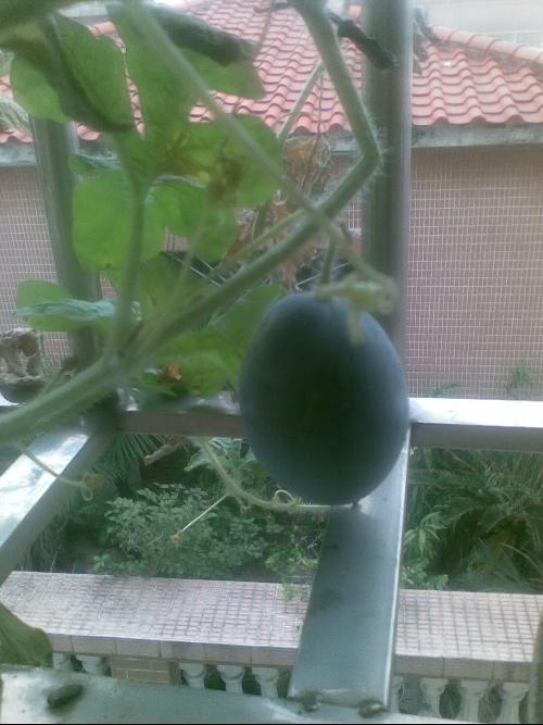 阳台吃瓜的狗,闲适生活的最佳伴侣