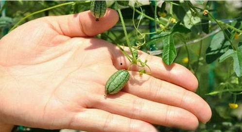 野外摘到什么瓜可以吃,识瓜辨果，教你如何安全享用自然馈赠
