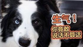 狗吃丰收瓜,田园生活乐无边