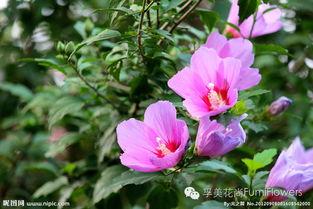 吃瓜了和木槿,揭秘木槿花背后的故事